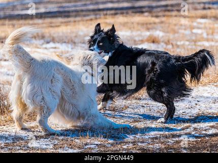 Platinfarbener Golden Retriever-Hund, der mit einer Border Collie auf einer zentralen Ranch in Colorado (USA) spielt Stockfoto