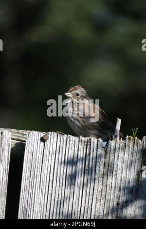Ein Lied Spatzen, ein zarter Fleck aus Braun und Grau, thront ruhig auf verwittertem Holz. Stockfoto