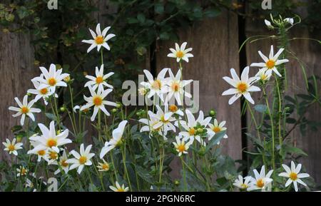 Zarte weiße Gänseblümchen, strahlender Sonnenschein, blühen im Garten. Stockfoto