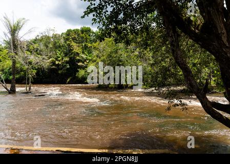 Rio que Flui na floresta. Área rural da cidade de Valencala, Bahia. Stockfoto