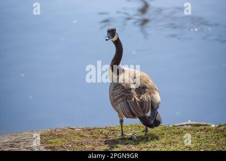 Die Gänsegänse (Branta leucopsis) ist eine Art von Gänse, die zur Gattung Branta der schwarzen Gänse gehört, die Arten mit überwiegend schwarzen Gänsen enthält Stockfoto