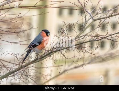 Ein männlicher Bullfink (Pyrrhula pyrrhula) auf einem Ast eines acer-Baumes. Stockfoto