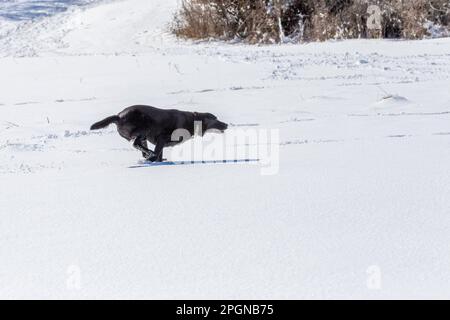 Ein Black Labrador Retriever, der im Schnee läuft. Stockfoto