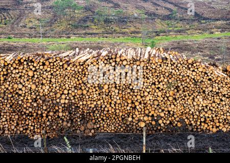 Schottland, In Der Nähe Von Inverary Argyll. Holzeinschlagsbranche Stockfoto