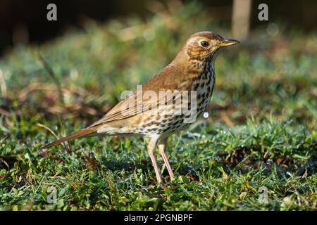 Song Thrush (Turdus philomelos) an einem knackigen Frühlingsmorgen in Perth, Schottland, Großbritannien. Stockfoto