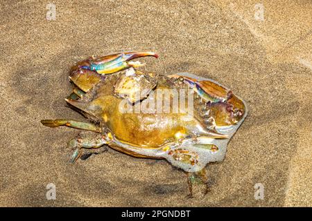 Braune Krabbe mit einigen sehr bunten Details auf dem Kadaver. Stockfoto