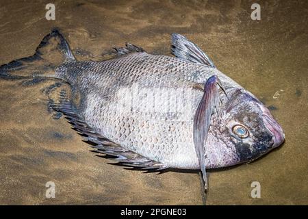 Sehr große weiße Meerbrasse tot am Strand gefunden, höchstwahrscheinlich verursacht durch übermäßige Verschmutzung im Meer. Stockfoto