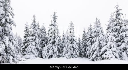 Deutschland, Baden-Württemberg, Panoramablick auf schneebedeckte Bäume im Schwarzwald Stockfoto