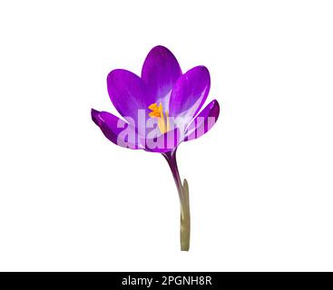 Wunderschöne lila Frühlingsblume mit weißer Hintergrundbeleuchtung. Objekt mit Beschneidungspfad. Stockfoto