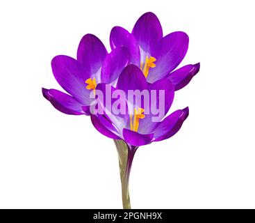 Drei violette Blumen von Crocus, isoliert auf weißem Hintergrund. Blumen mit Schnittmaske. Stockfoto