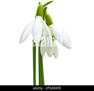 Schneetropfen im Frühling, isoliert auf weißem Hintergrund. Objekt mit Beschneidungspfad. Stockfoto