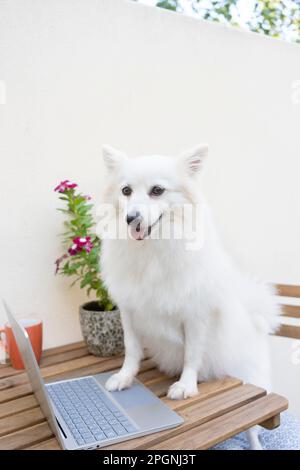 Süßer pommerischer Hund mit Laptop auf dem Tisch im Garten Stockfoto