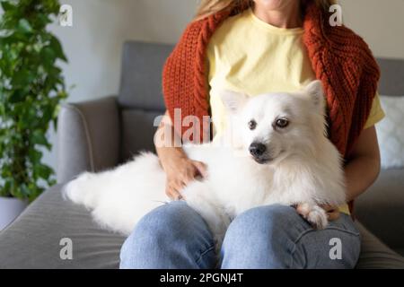 Süßer pommerischer Hund, der zu Hause auf dem Schoß sitzt Stockfoto