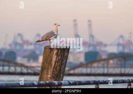 Deutschland, Hamburg, Möwe, die in der Dämmerung auf einem Holzpfahl steht Stockfoto