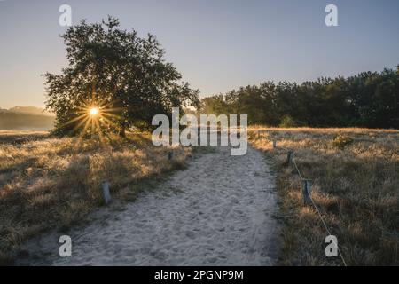 Deutschland, Hamburg, Sandy Fußweg in Boberger Dunen bei Sonnenaufgang Stockfoto