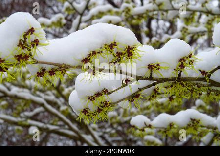 Hexenhaselnussöl, im Winter mit Schnee bedeckt Stockfoto