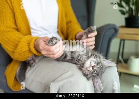 Eine Frau, die zu Hause mit einer Katze spielt Stockfoto