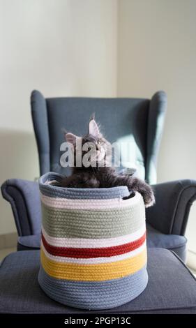 Graue Katze in farbenfrohem Korb zu Hause Stockfoto