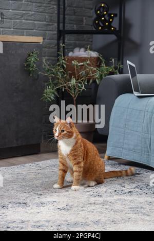 Lustige rote Katze, die zu Hause mit dem Besitzer spielt Stockfoto