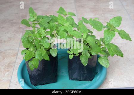Zitronenbalsam gehört zur Minzfamilie und gilt als beruhigendes Kraut. Diese Kräutergattung erhält ihren Namen aus dem griechischen Wort ‚Honigbienen‘. Stockfoto