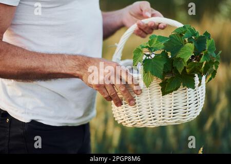 Warenkorb. Senior-Styling-Mann auf dem landwirtschaftlichen Feld mit Ernte Stockfoto