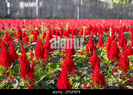 Nahaufnahme des selektiven Fokus roter Cockcomb-Blüten in einem Garten mit Morgenlicht. Stockfoto