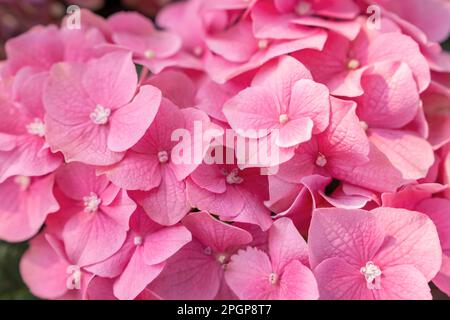 Schöne rosa Hortensien blühen Hintergrund. Natürliche Farbe. Stockfoto