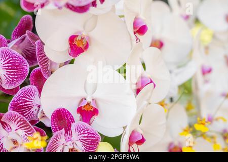 Nahaufnahme von wunderschönen weißen Orchideen, die draußen im Garten gemacht wurden. Stockfoto