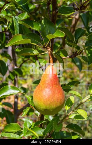 Eine große Birne reift in der Sonne auf einem europäischen Orcas-Birnenbaum (Pyrus communis „Orcas“), einer krankheitsresistenten Sorte, die auf der Insel Orcas entdeckt wurde. Stockfoto