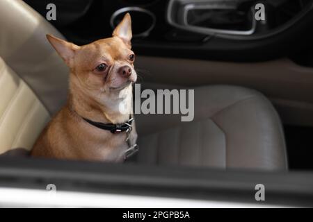 Kleiner Chihuahua-Hund im Auto. Süßes Haustier Stockfoto