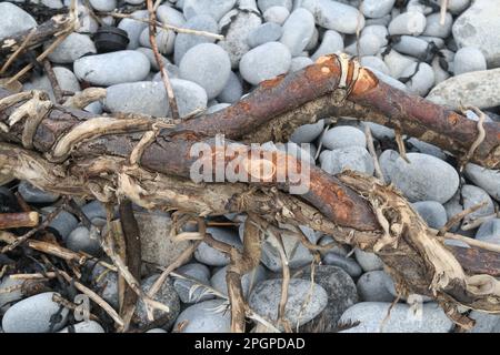 Das Holz wurde an einem felsigen Strand in Großbritannien angespült Stockfoto