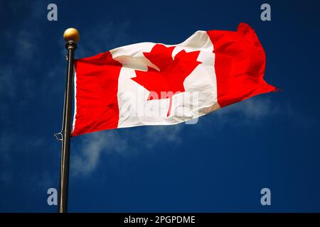 Das Ahornblatt auf der Flagge Kanadas weht im Wind an einem sonnigen blauen Himmel Stockfoto