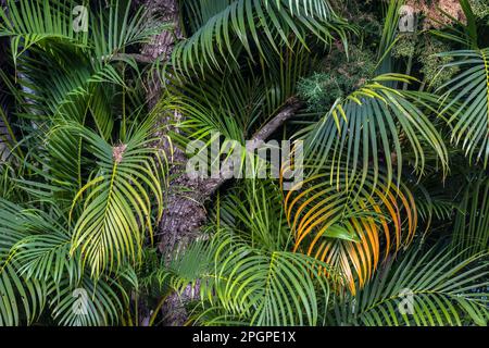 Dypsis lutescens, auch bekannt als Bambuspalme, Zuckerrohrpalme, Areka-Palme, Gelbe Palme oder Schmetterlingspalme, Ist eine Art Blütenpflanze in der Arecaceae Stockfoto