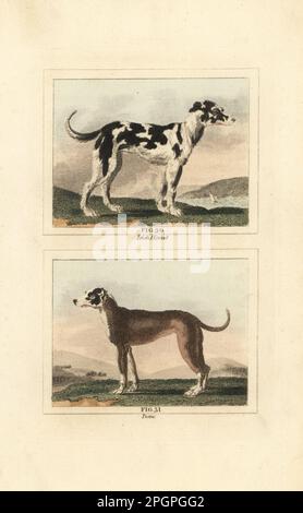 Irischer Wolfshund 30, Rasse des Sehhundes, und Great Dane 31, Rasse des großen Jagdhundes. Canis lupus familiaris. Handfarbene Kupferplatte mit Gravur nach Jacques de Seve aus James Smith Barrs Ausgabe von Comte Buffon's Natural History, A Theory of the Earth, General History of man, Brute Creation, Gemüse, Minerals, T. Gillet, H. D. Symonds, Paternoster Row, London, 1807. Stockfoto