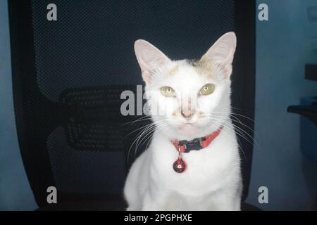 Die schöne weiße Katze sitzt allein auf dem Stuhl und lächelt Stockfoto