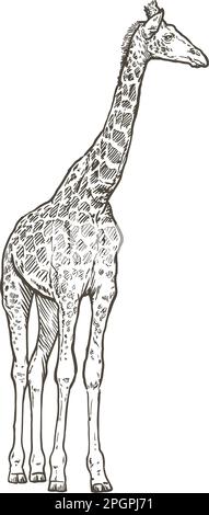 Giraffe, Vektorzeichnung, handgezeichnet Stock Vektor