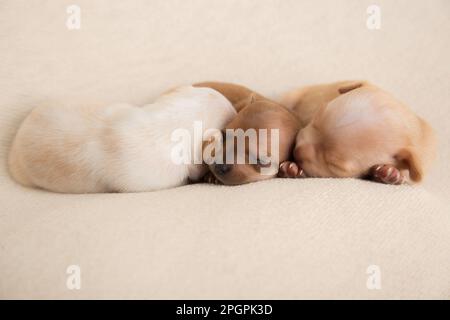 Sehr kleine chihuahua Welpen Stockfoto