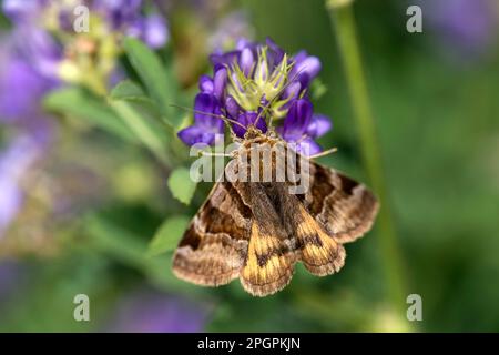Burnet Companion (Euclidia glyphica), Valais, Schweiz Stockfoto