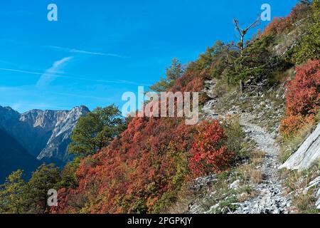 Wanderweg durch einen trockenen Hang mit roten, violetten und gelb-grünen Perückenbüschen (Cotinus coggygria), Felssteppe Valais bei Niedergampel, Wallis Stockfoto