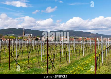 Blick auf das Dorf Birkweiler, Deutsche oder südliche Weinstraße, Südpfalz, Pfalz, Rheinland-Pfalz, Deutschland Stockfoto