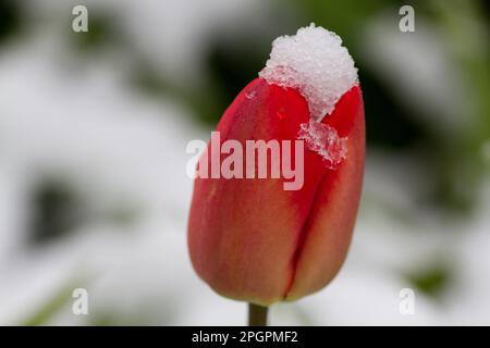 Rote blühende Tulpe mit Schnee Stockfoto