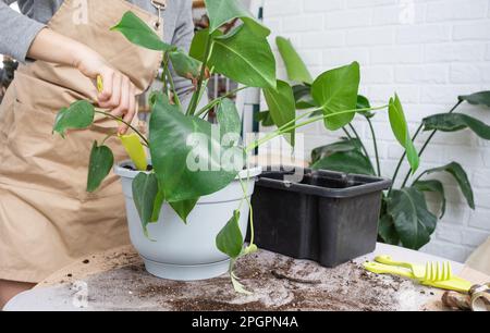 Umtopfen einer Heimpflanze Philodendron Monstera deliciosa in einen neuen  Topf im Innenraum. Die Pflege einer Topfpflanze, die Hnde aus der Nhe  Stockfotografie - Alamy