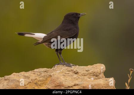 Black Wheatear (Oenanthe leucura), männlich auf Stein, Valencia, Andalusien, Spanien Stockfoto