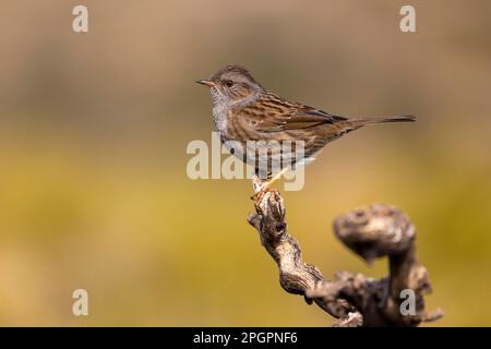 Dunnock (Prunella modularis) on Branch, Valencia, Andalusien, Spanien Stockfoto
