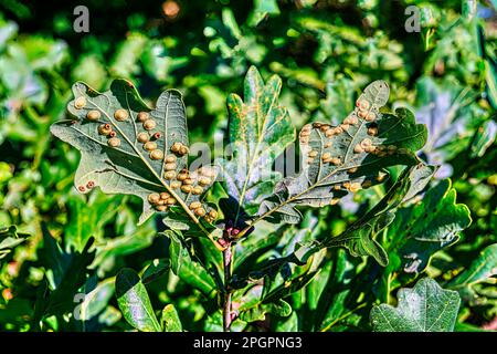 Gallenblasen der Eichenlinse Gallenwespe (Neuroterus quercusbaccarum) an der Unterseite der Blätter der englischen Eiche (Qercus robur) im Spätsommer, Gall Wespe Stockfoto