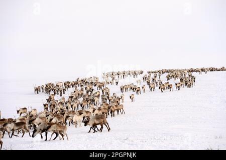 Rentierherde (Rangifer tarandus) während der Frühjahrswanderung, Bezirk Yar-Sale, Yamal, Nordwestsibirien, Russland Stockfoto