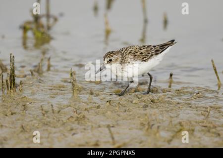 Semipalmierter Sandpiper (Calidris pusilla), Erwachsener, Zucht von Gefieder, Fütterung in flacher Lagune, Golfküste, Texas (U.) S. A. Stockfoto