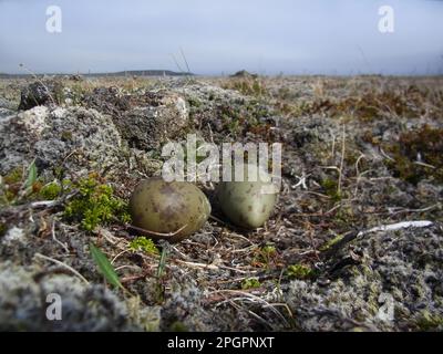 Arctic Skua (Stercorarius parasiticus) zwei Eier im Nest, auf vulkanischer Tundra, Nordost-Island Stockfoto