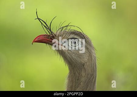 Rotbein-Seriema (Cariama cristata), Erwachsener, Nahaufnahme des Kopfes, Atlantischer Regenwald, Staat Rio de Janeiro, Brasilien Stockfoto