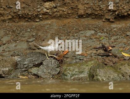 Gefleckter Sandpiper (Actitis macularius), Erwachsener, häutet sich in Zuchthupfer, spaziert entlang des Flussufers, Darien, Panama Stockfoto